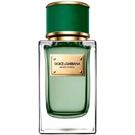 Velvet Cypress by Dolce & Gabbana » Reviews & Perfume Facts